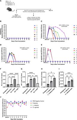 Human vaginal microbiota colonization is regulated by female sex hormones in a mouse model